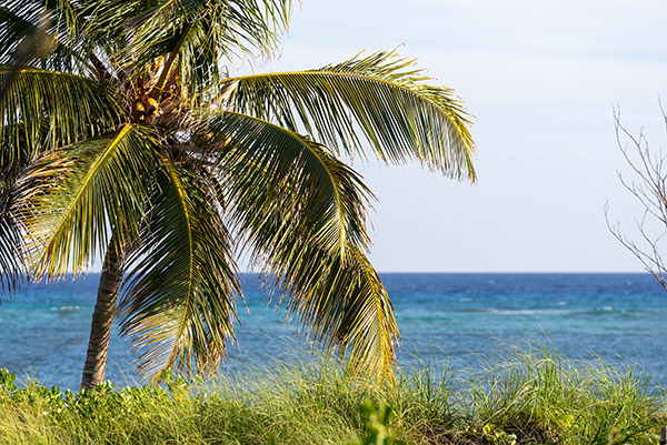 Afternoon light hitting palm tree along Grace Bay Beach