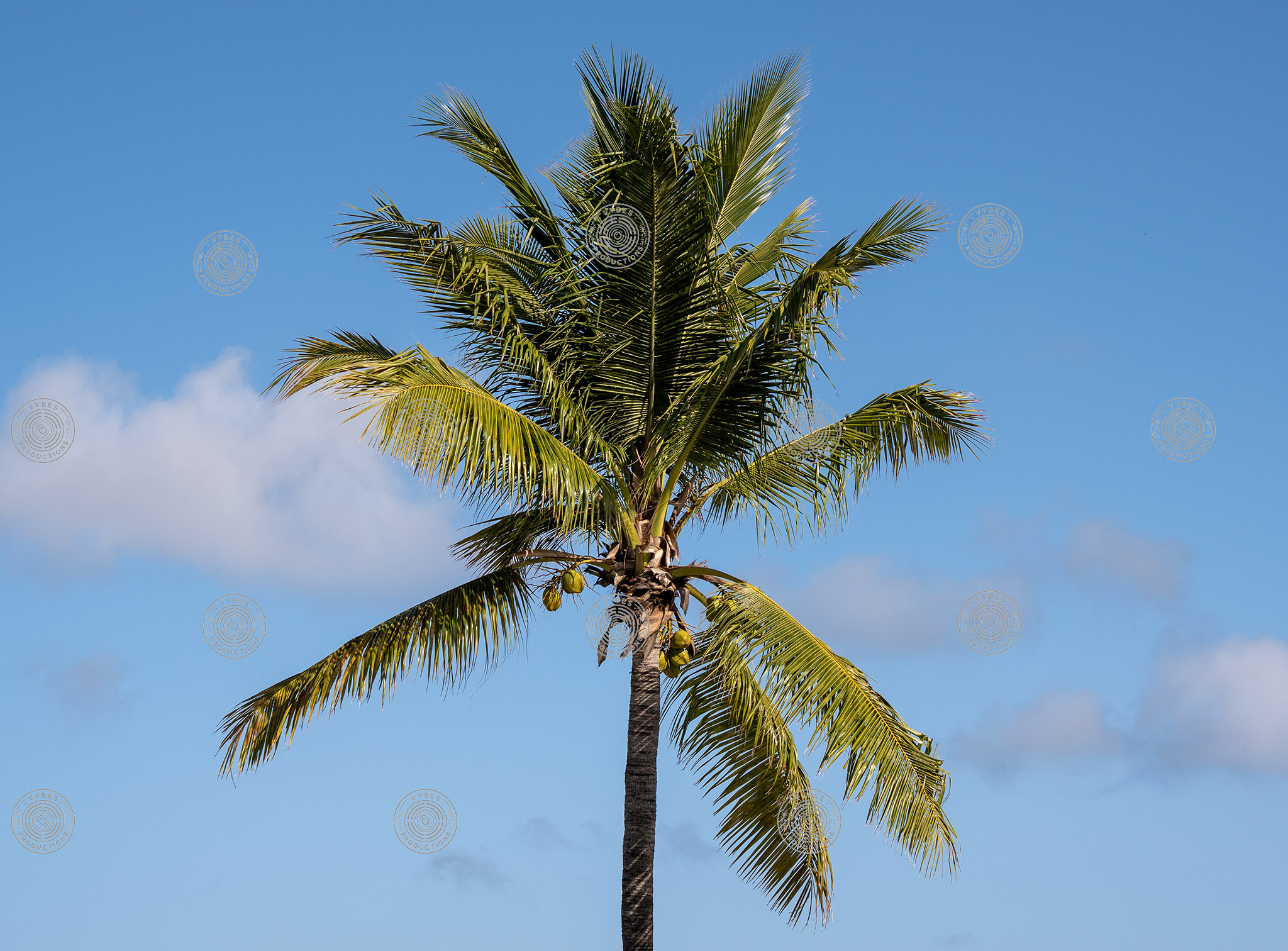 Coconut palm tree against clear blue sky in Grace Bay