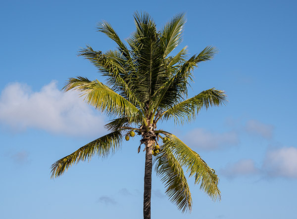 Coconut palm tree against clear blue sky in Grace Bay