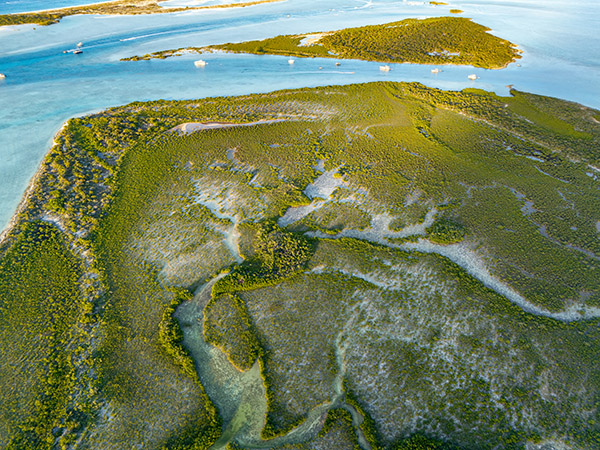 Top down drone shot showcasing the mangroves