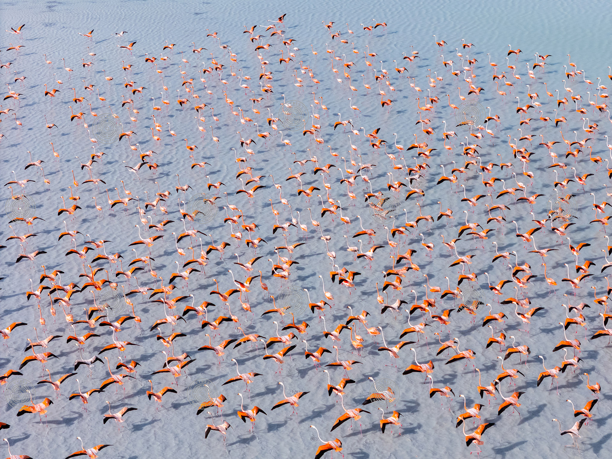 Aerial view of flamingos in North Caicos