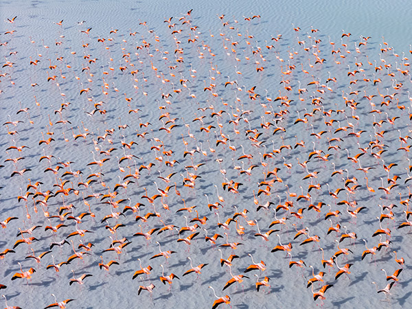 Aerial view of flamingos in North Caicos