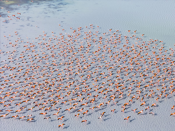 Aerial view of flamingos in North Caicos