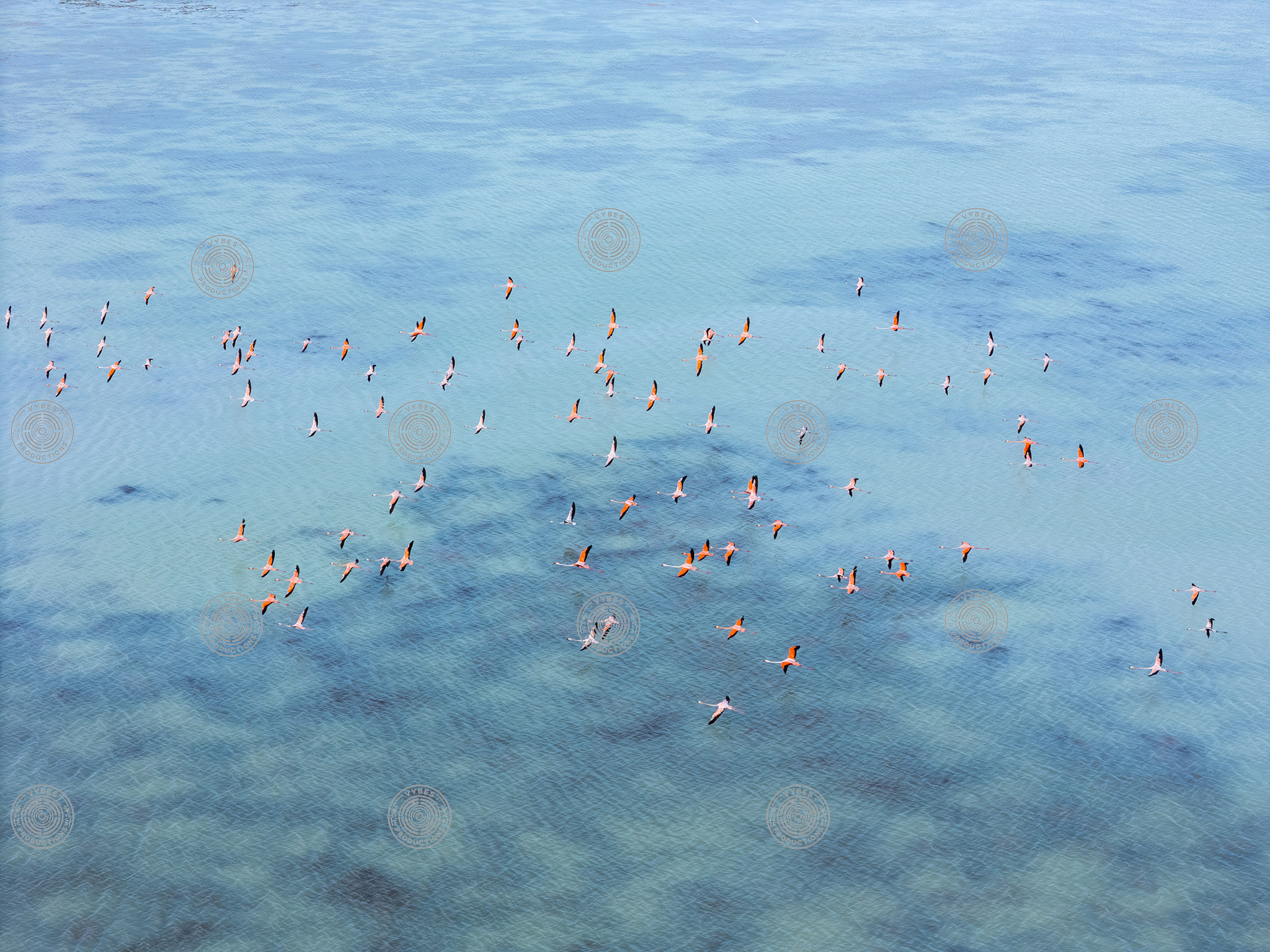 Aerial view of flamingos in North Caicos
