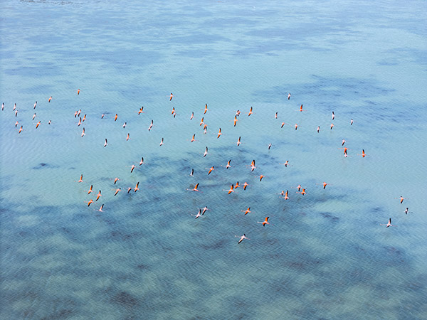 Aerial view of flamingos in North Caicos