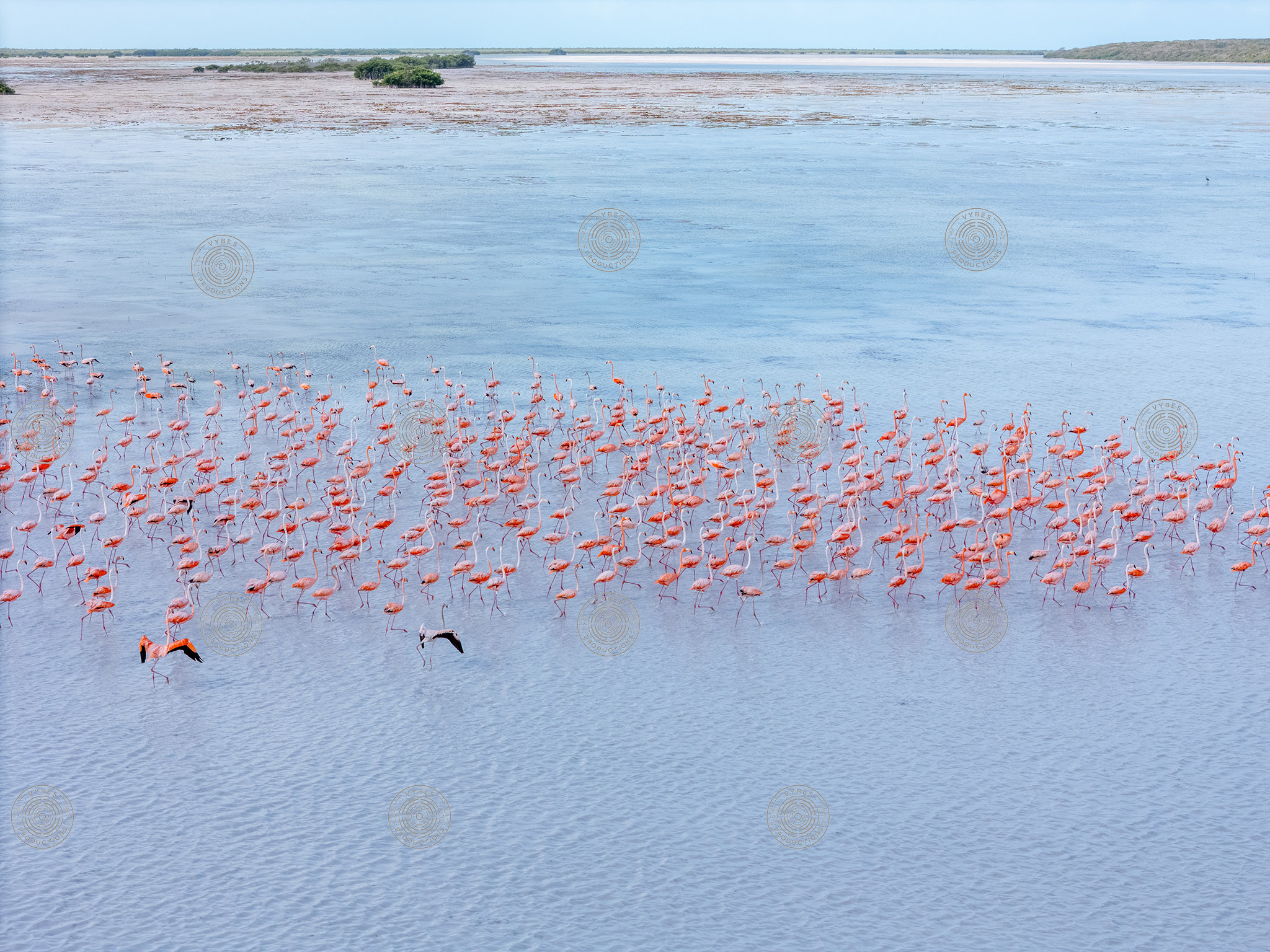 Aerial view of flamingos in North Caicos