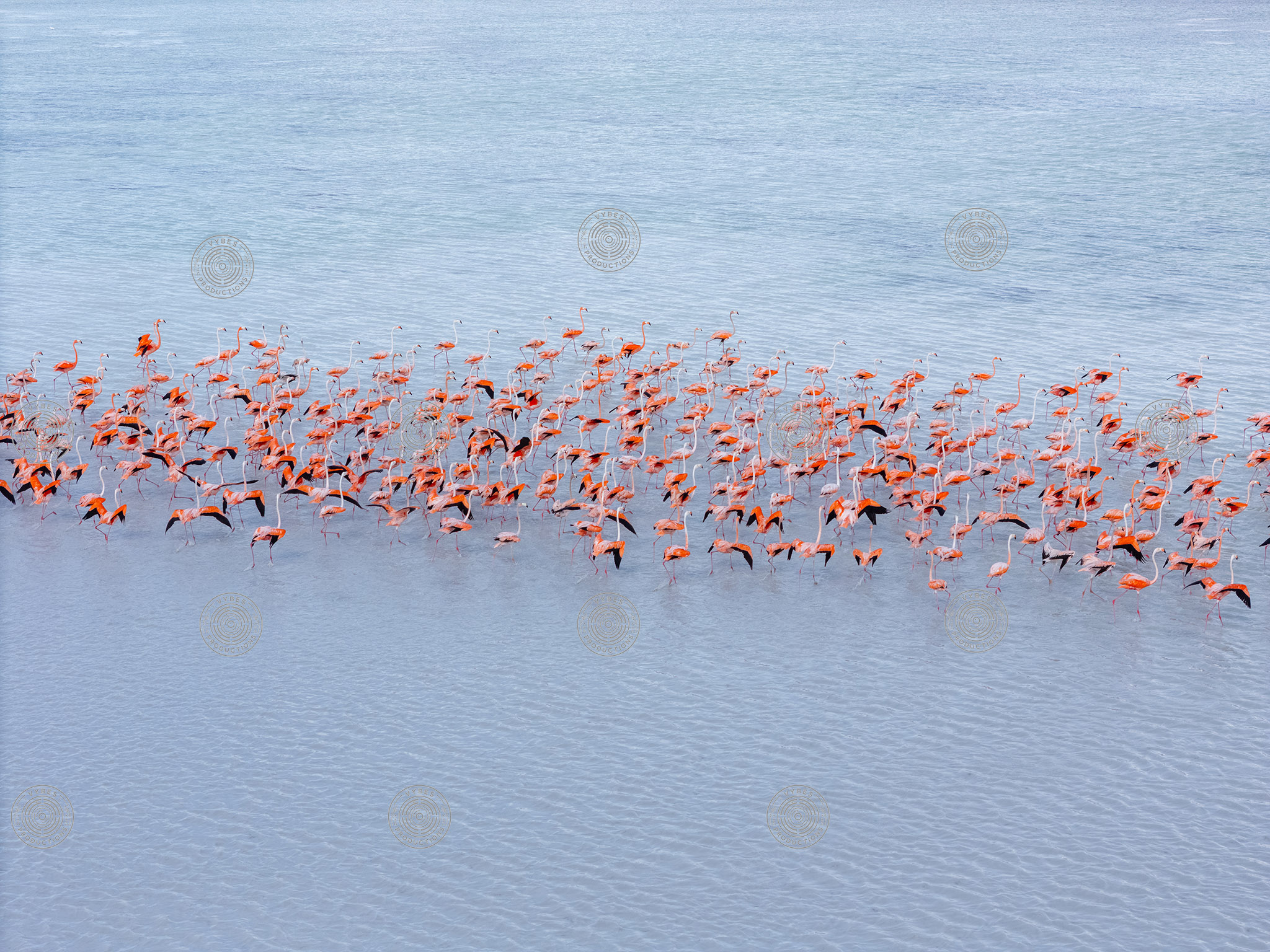 Aerial view of flamingos in North Caicos