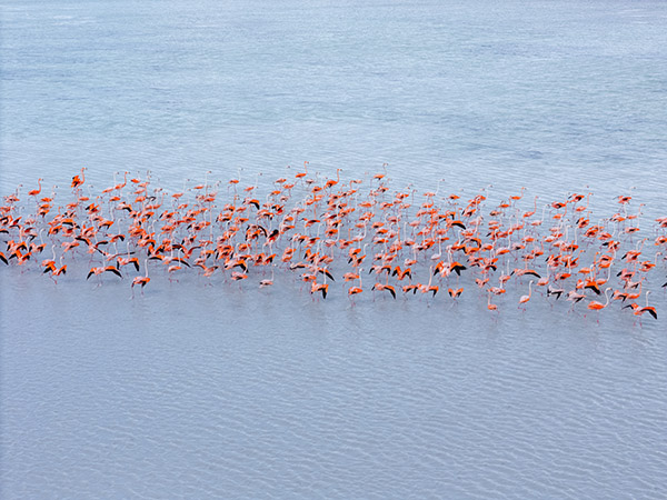 Aerial view of flamingos in North Caicos