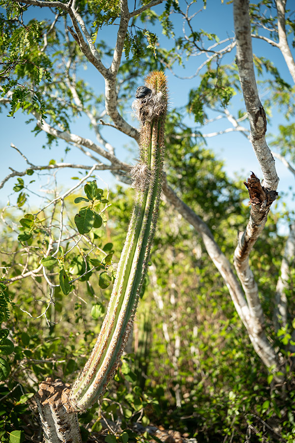 Close-up camera shot of native cactus