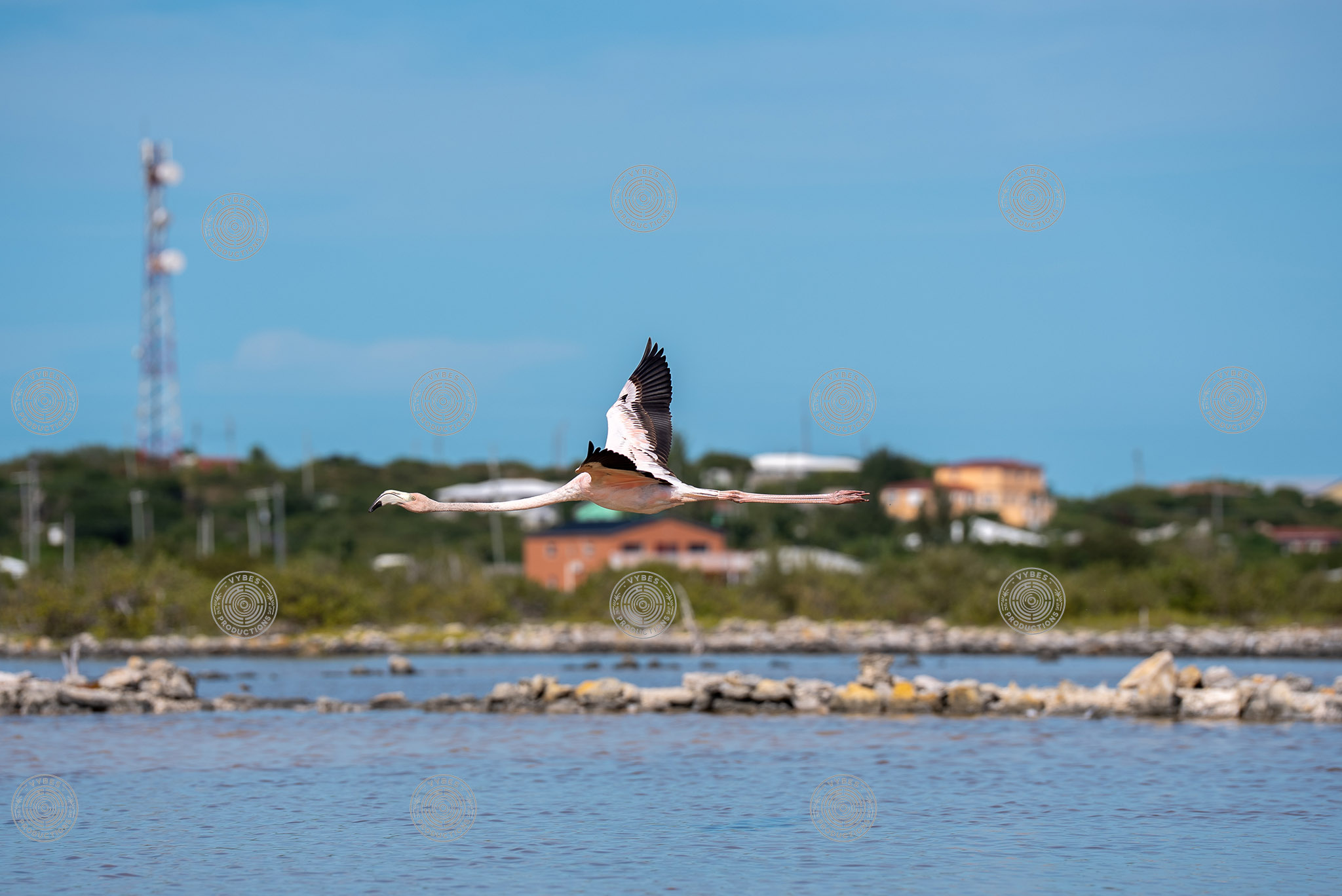 Action shot of flamingo flying in South Caicos