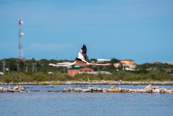 Action shot of flamingo flying in South Caicos