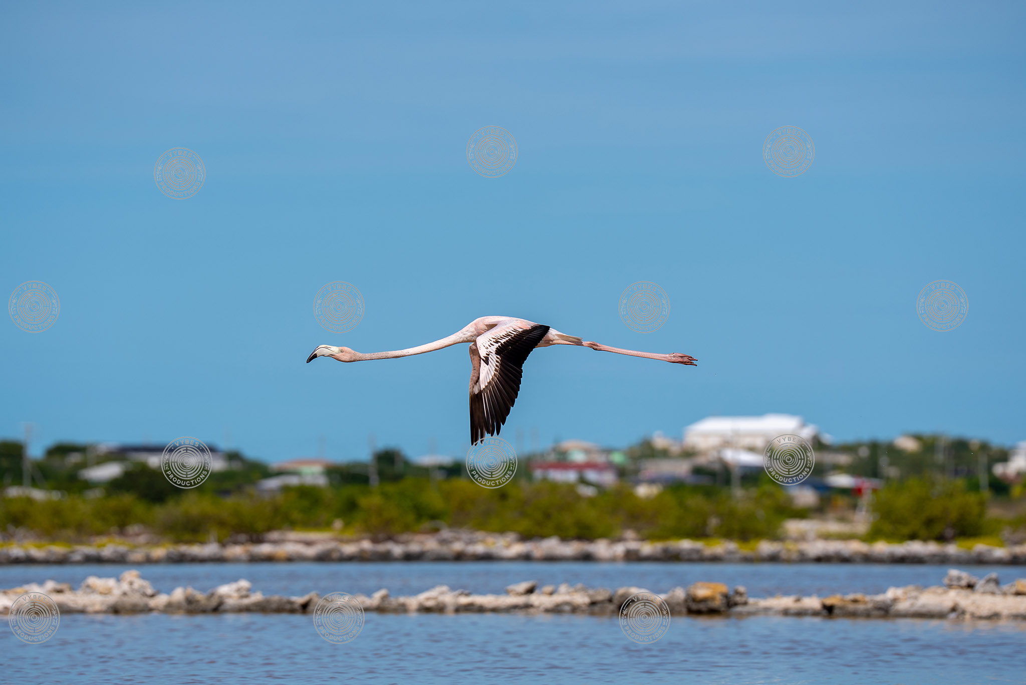 Action shot of flamingo flying in South Caicos