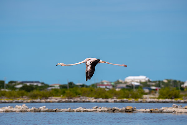 Action shot of flamingo flying in South Caicos