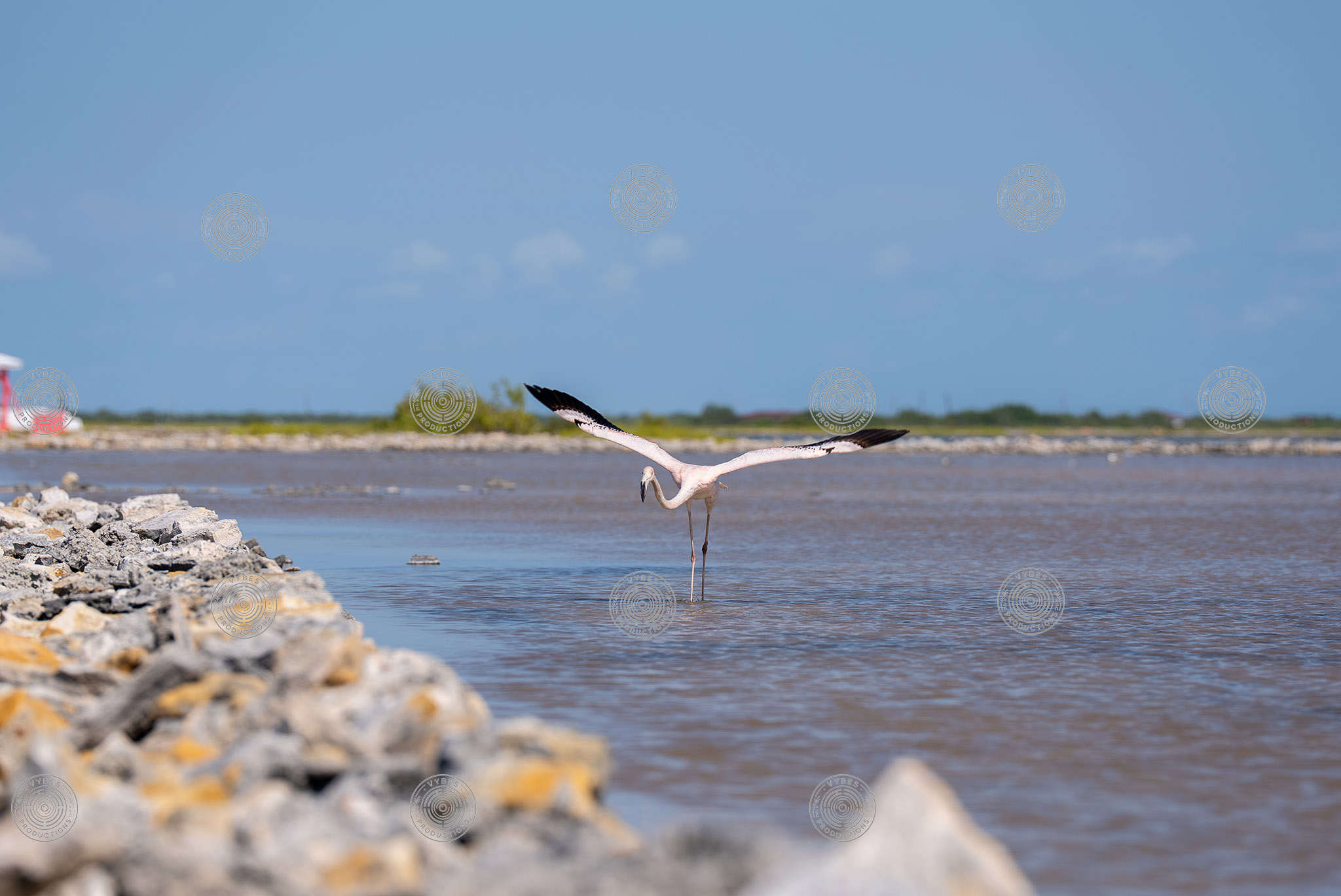 Action shot of flamingo flying in South Caicos