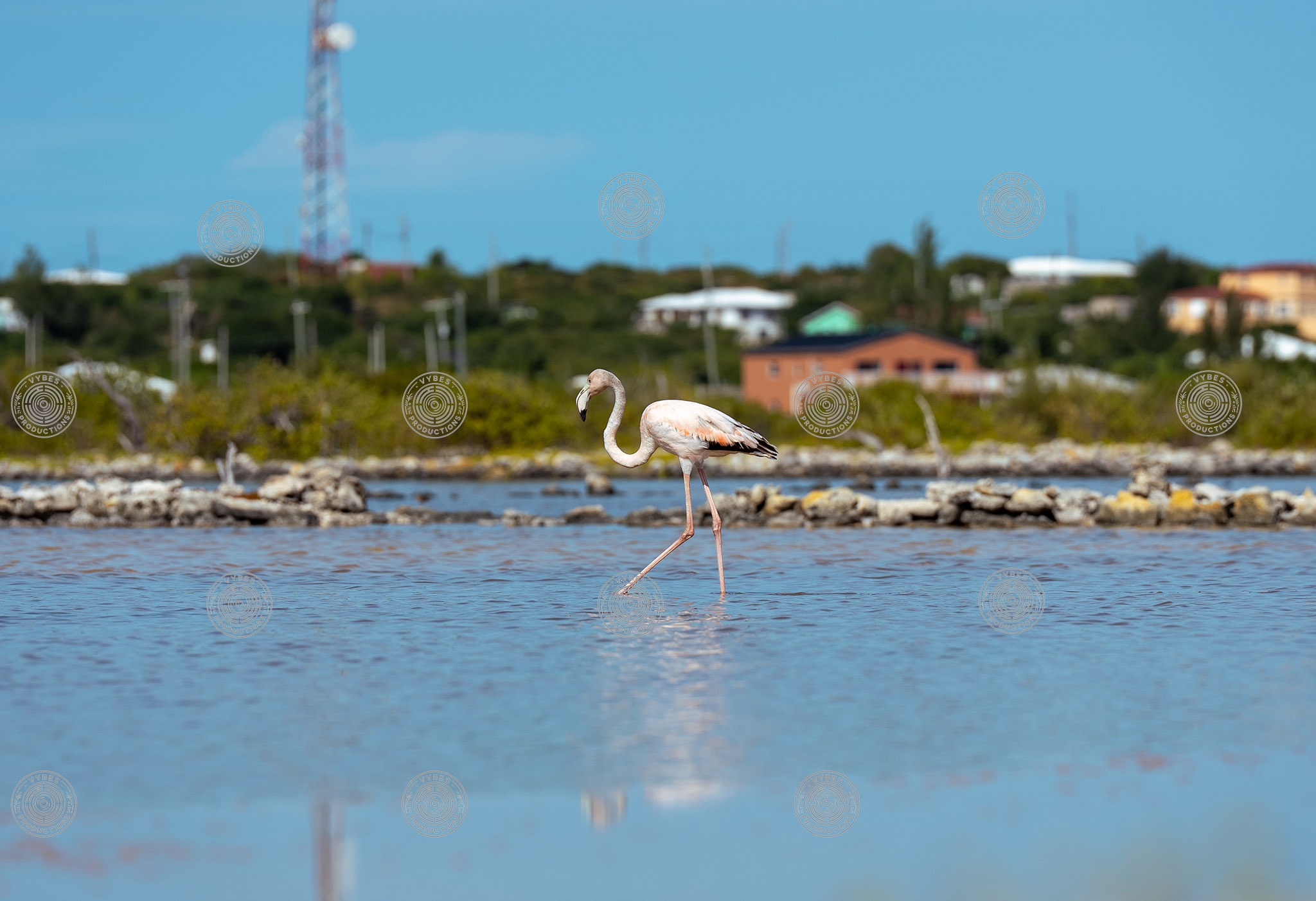 Handheld shot of flamingo in South Caicos