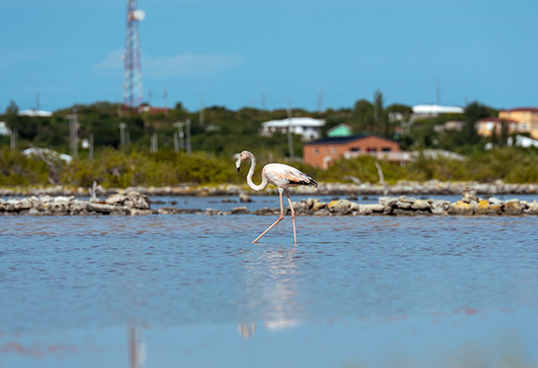 Handheld shot of flamingo in South Caicos