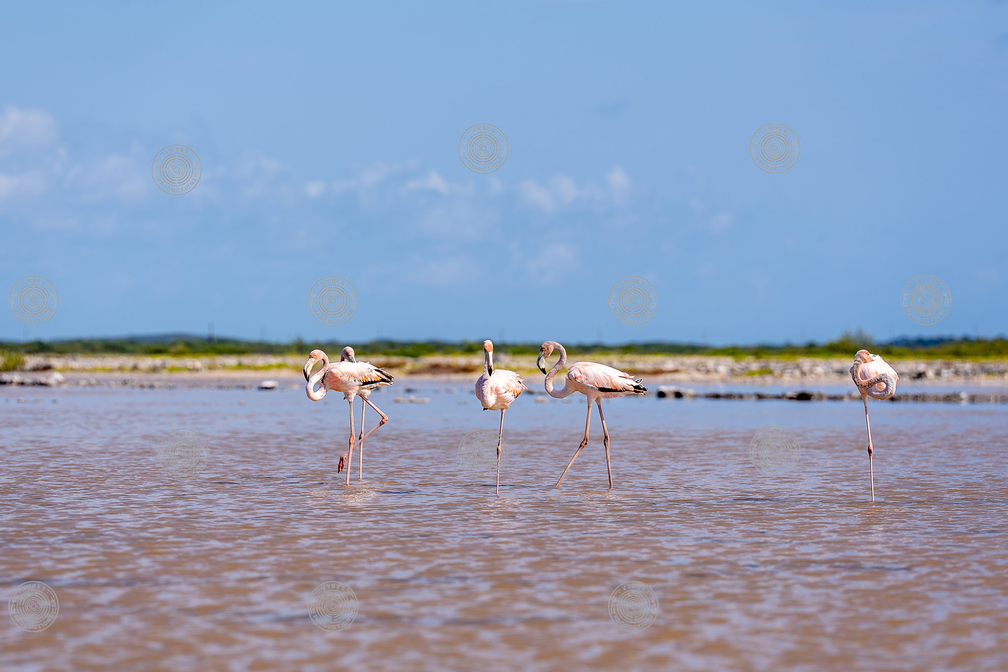 Group of flamingos in South Caicos