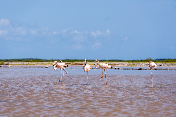 Group of flamingos in South Caicos