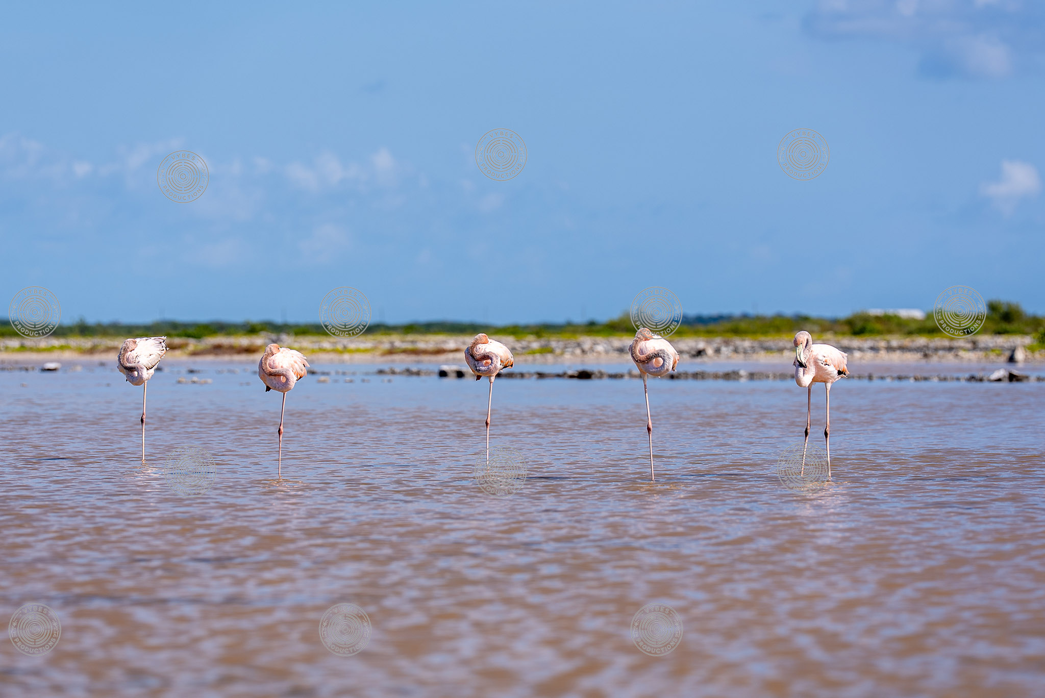 Group of flamingos in South Caicos