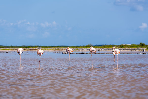 Group of flamingos in South Caicos
