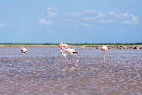Group of flamingos in South Caicos