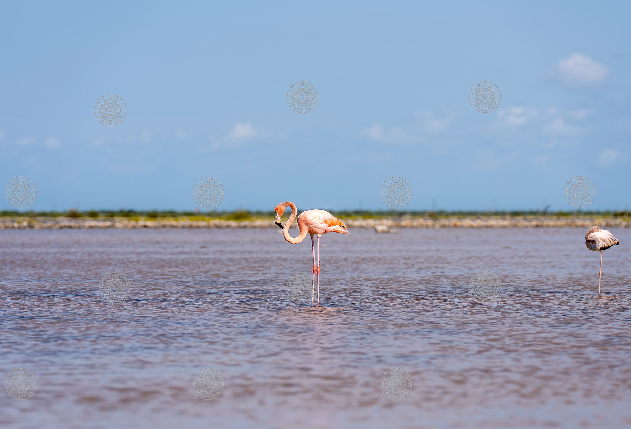 Handheld shot of flamingo in South Caicos