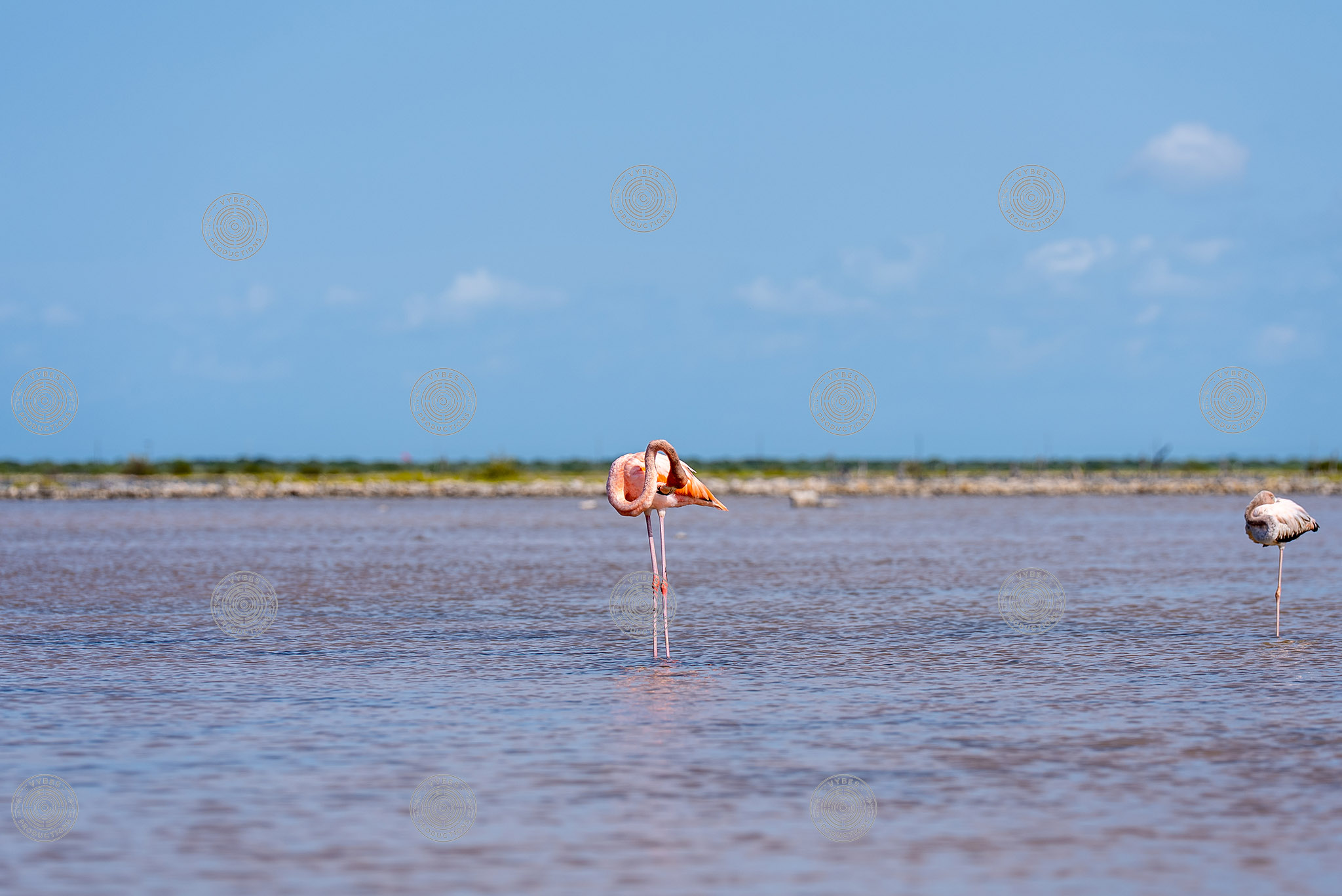 Handheld shot of flamingo in South Caicos