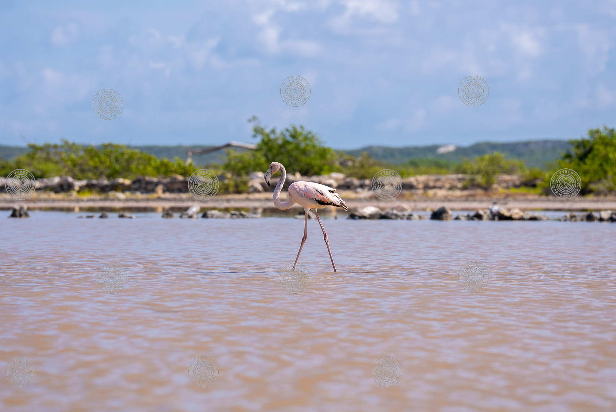 Handheld shot of flamingo in South Caicos