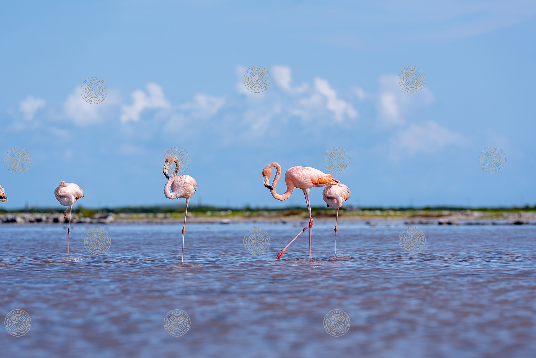 Group of flamingos in South Caicos