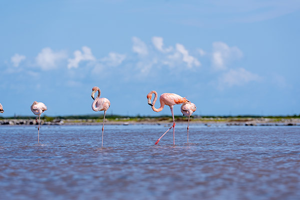 Group of flamingos in South Caicos
