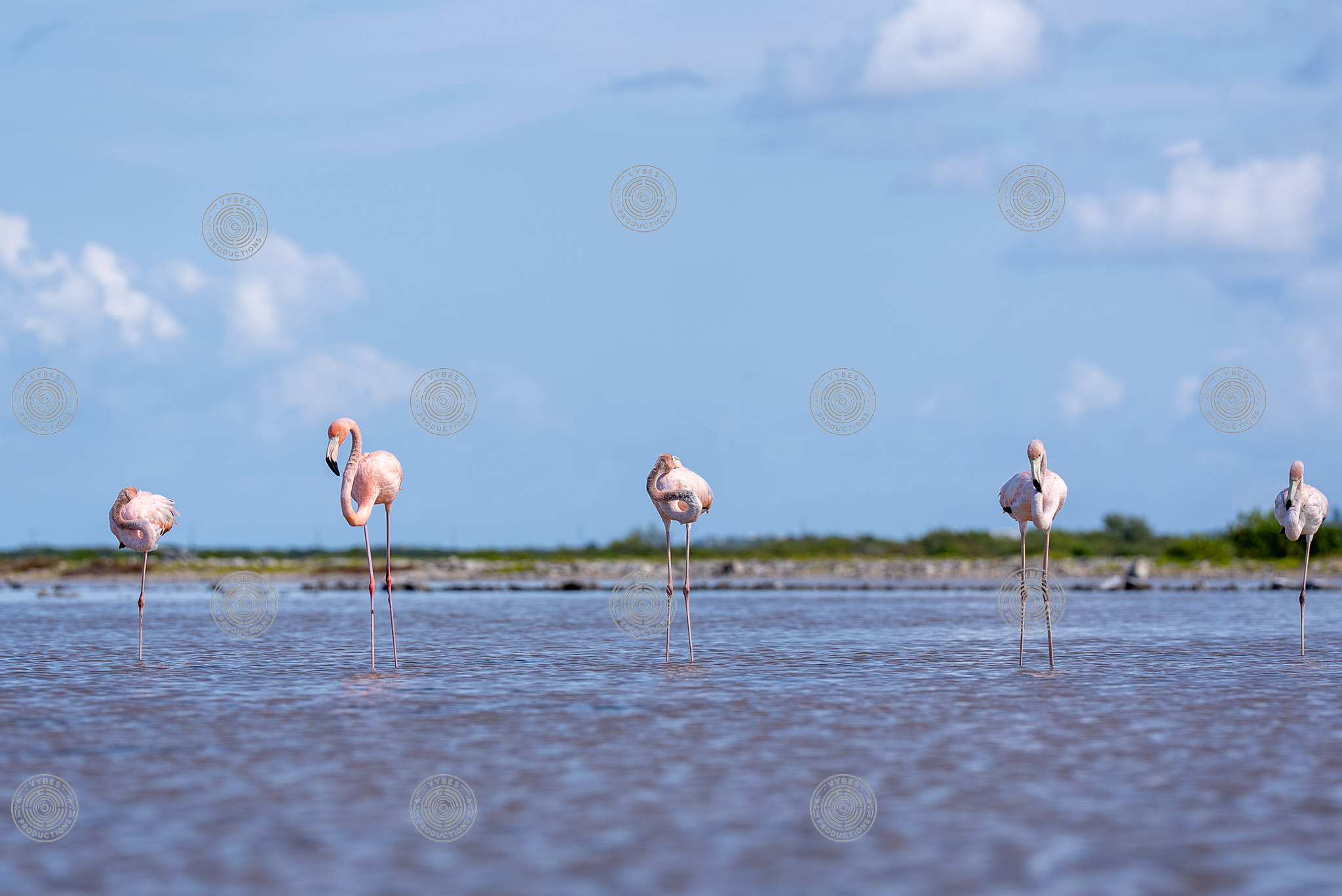 Group of flamingos in South Caicos