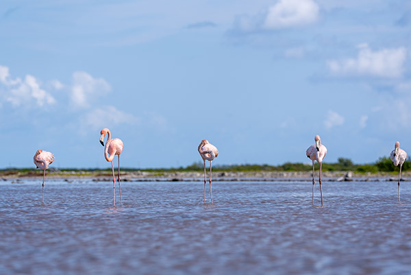 Group of flamingos in South Caicos