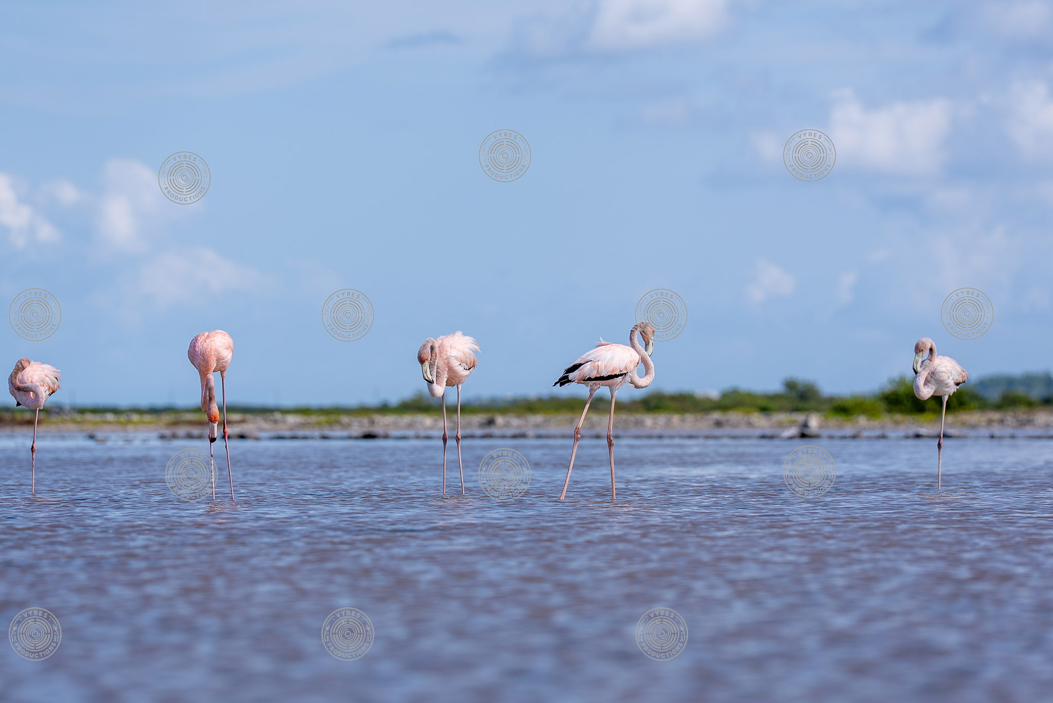 Group of flamingos in South Caicos