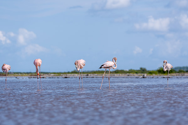 Group of flamingos in South Caicos