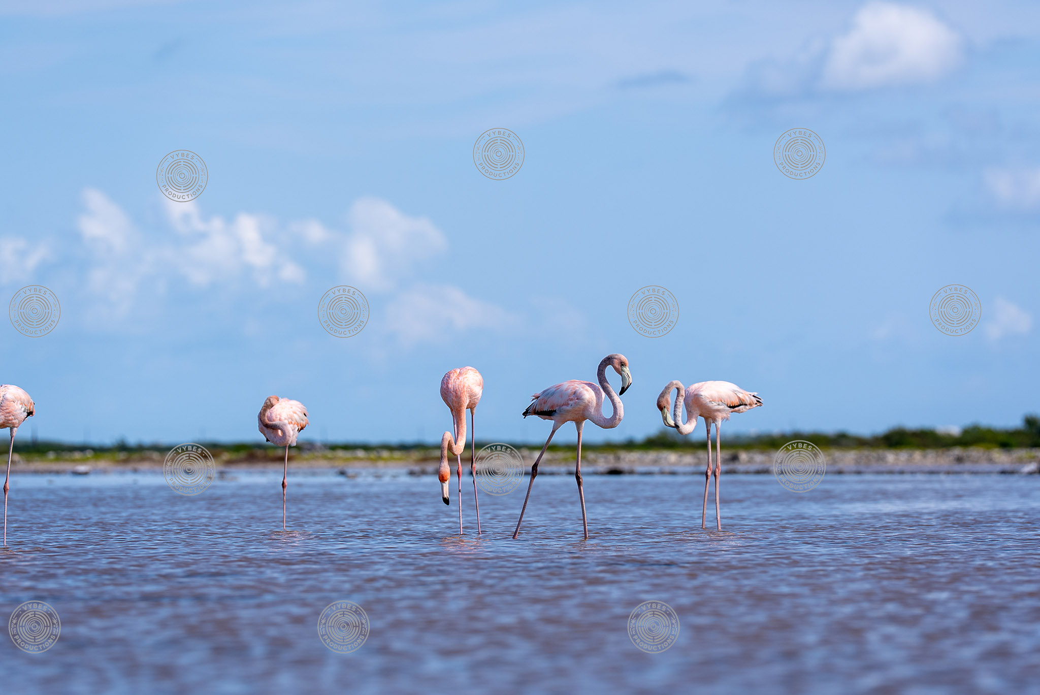 Group of flamingos in South Caicos