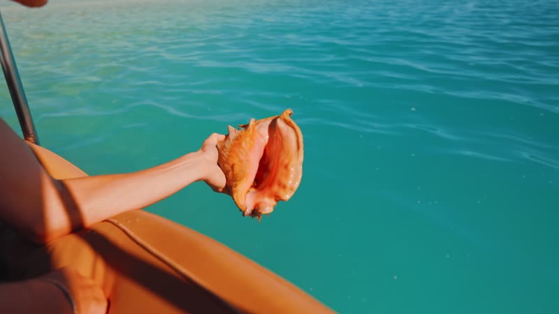 Handheld close-up shot of conch shell