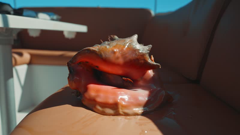 Handheld close-up shot of conch shell on luxury boat