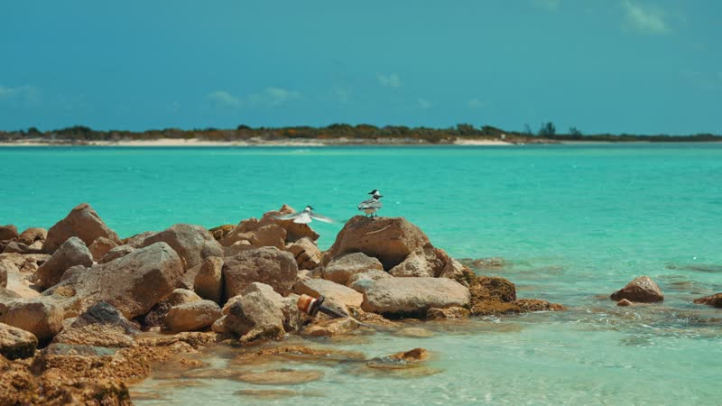 Slow-motion shot of birds flying around Emerald Point