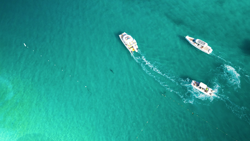 Drone shot of dolphin near the shore along Grace Bay Beach
