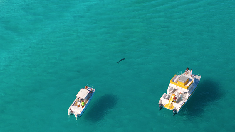 Drone shot of dolphin near the shore along Grace Bay Beach