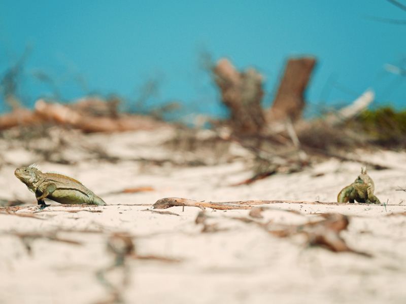 Slow motion shot of iguanas walking on Iguana Island
