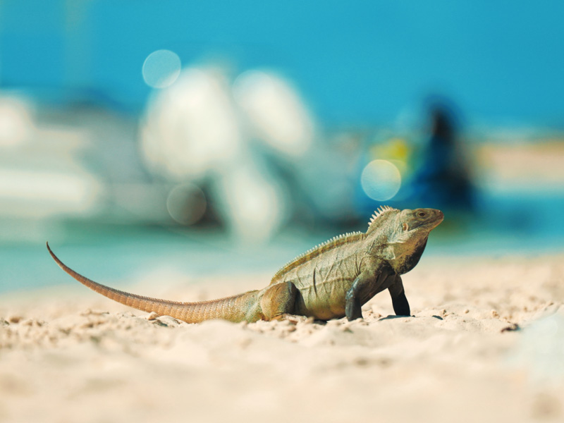 Slow motion shot of iguana walking on Iguana Island