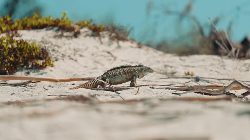 Slow motion shot of iguana walking on Iguana Island