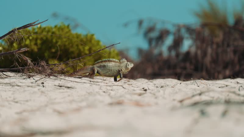 Slow motion shot of iguana walking on Iguana Island