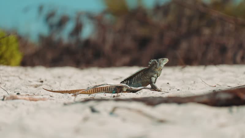 Slow motion shot of iguana walking on Iguana Island