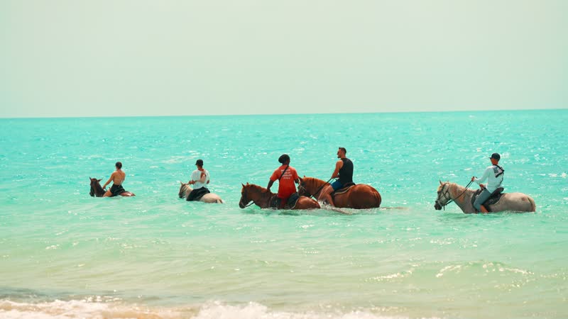 Handheld shot of horses in Long Bay waters