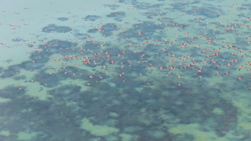 Drone shot of flamingos in North Caicos