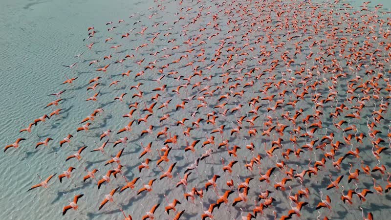 Drone shot of flamingos in North Caicos