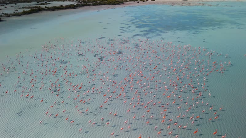Drone shot of flamingos in North Caicos