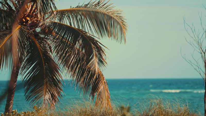 Slow-motion handheld shot of palm trees swaying near beach